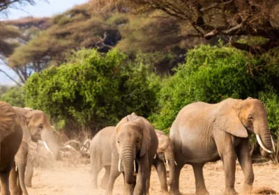Wildlife Safari Adventures You Can’t Miss.